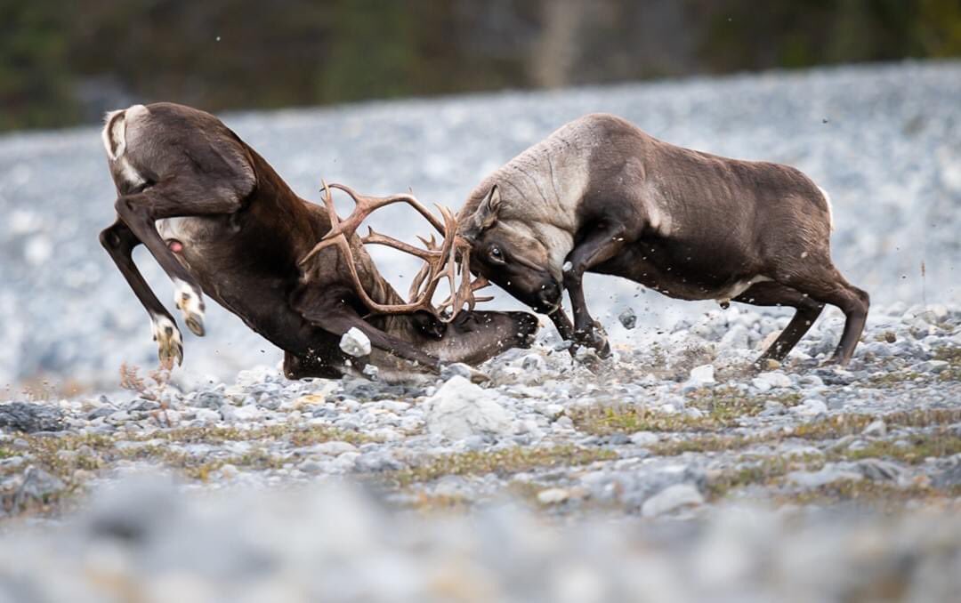 Top Images of 2020 - #3 With fewer than 2000 mountain caribou remaining, no...