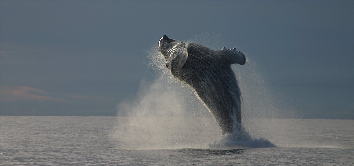 MyBlueEconomy's tweet image. #Scientists found a new species thanks to recording a new song. Novel whale songs were recorded off Omán in the Arabian Sea &amp;amp; off #Madagascar  in the Indian Ocean. How inspiring #biology is when new blue #whale species are identified by their #music! int-res.com/prepress/n0109…
