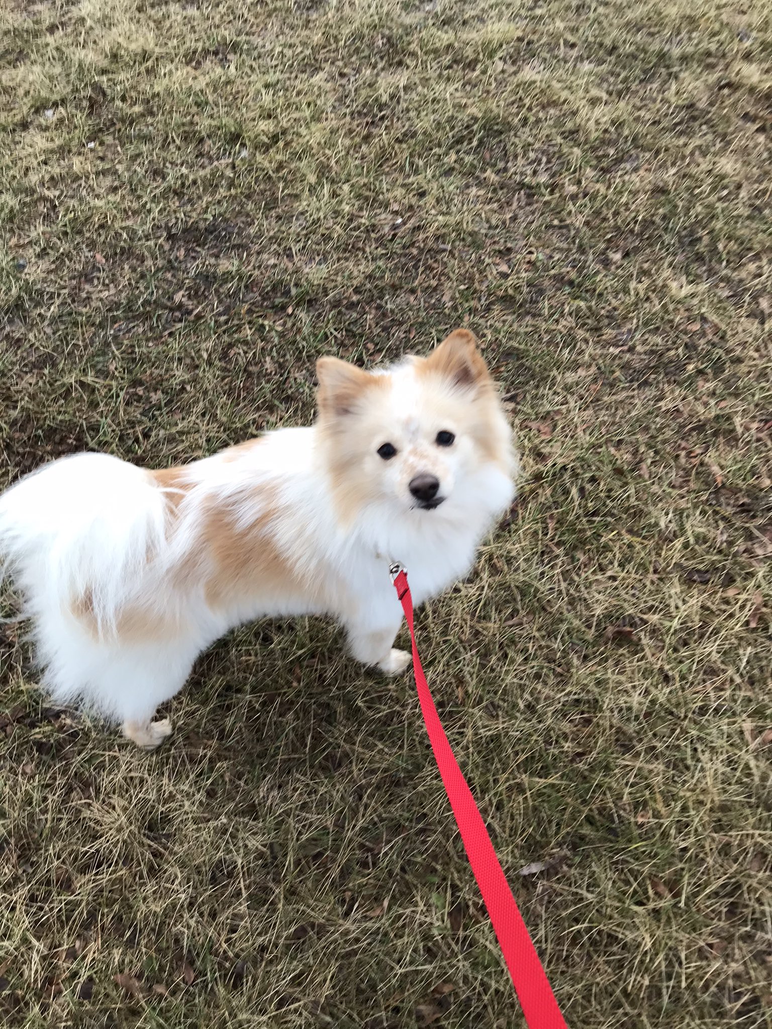 Kirsten Bussiere Yesterday Jasper And I Adopted A New Friend From Ottawahumane Benji Is A 2 Year Old Pomeranian Japanese Spitz Mix So Far He Loves Snuggles Belly Rubs Walks