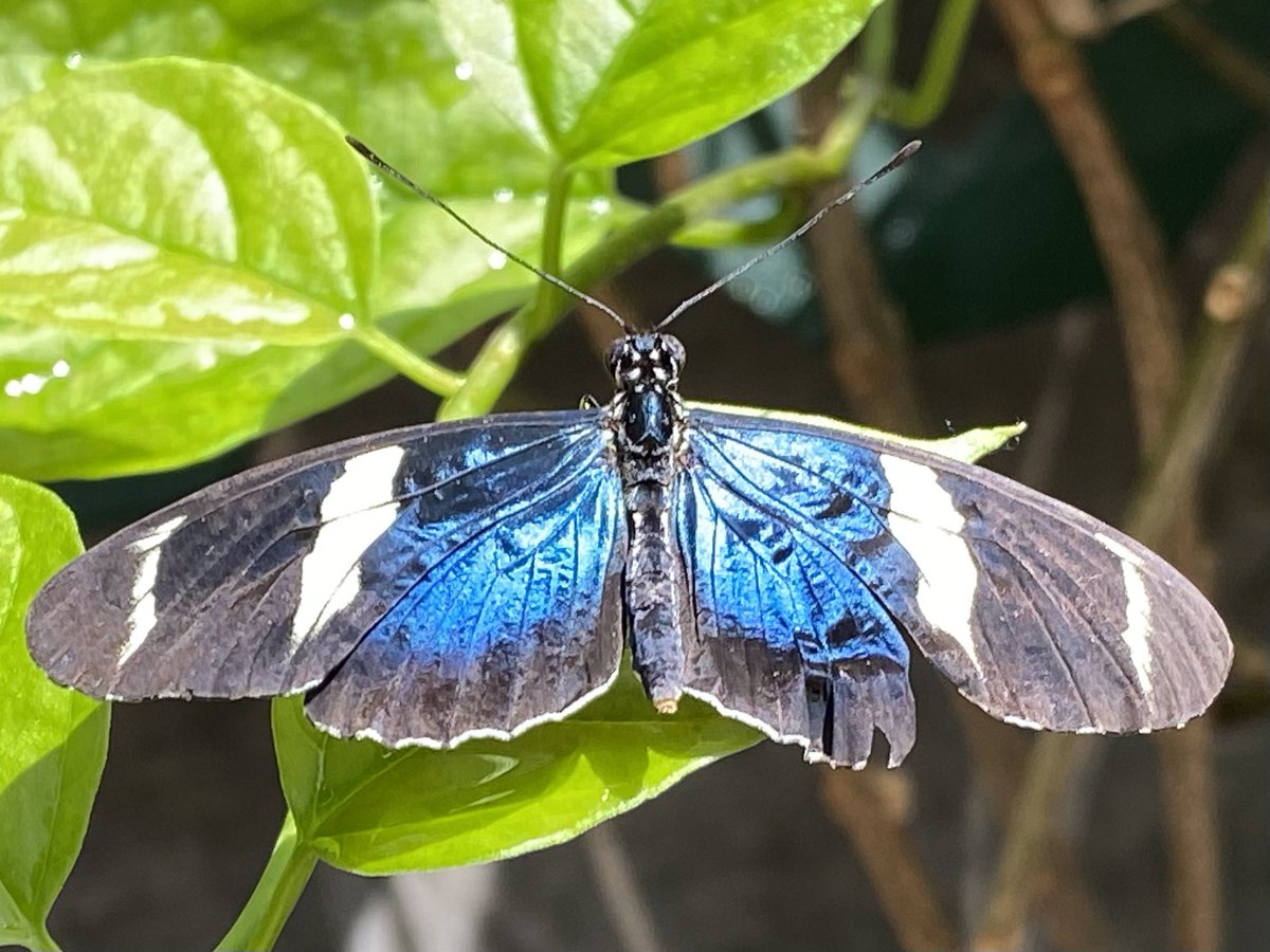 If you have time, stop in at the  @bflyaquarium. Same parking lot as the park. Tropical fish, and a *warm* butterfly house. I often combine my coldest skiing days with a post-ski warmup with the butterflies and fish.