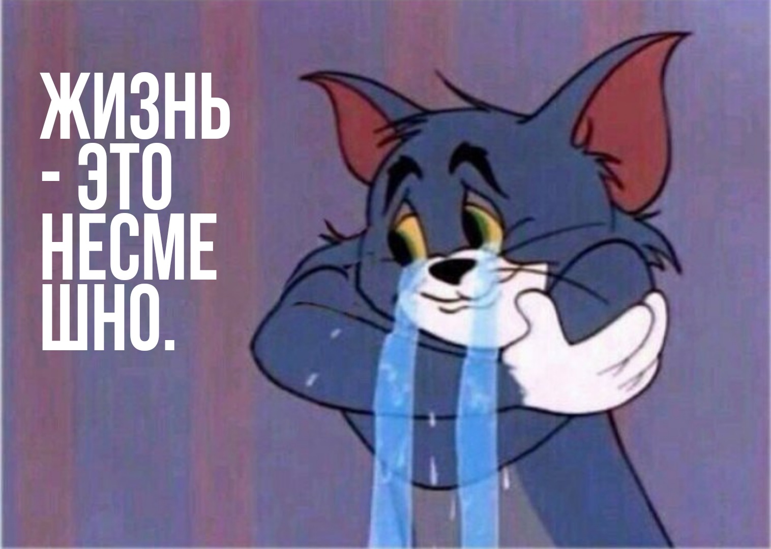 Кот том Мем