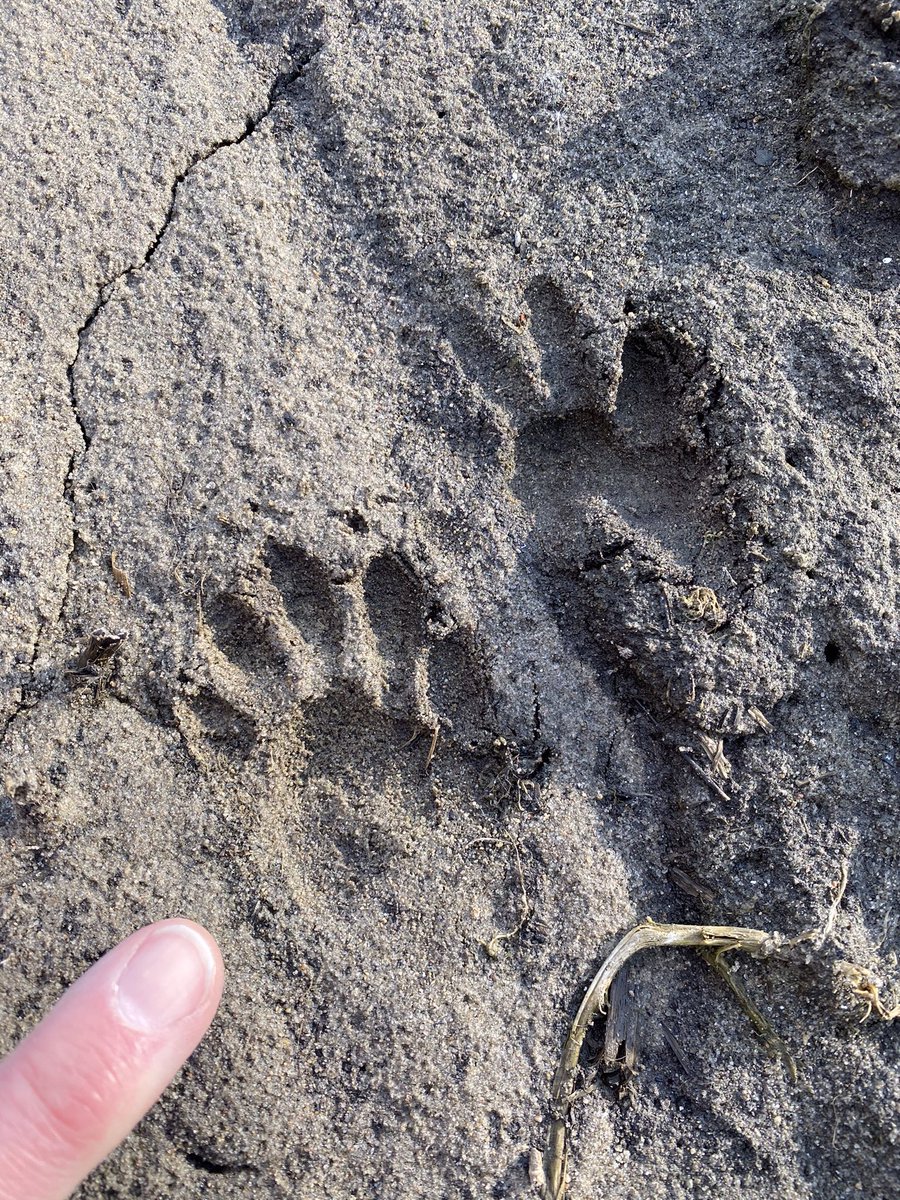 Just a few miles south and east of town on the Iowa border is Good Earth State Park. It has 7-8 miles of beautiful trails. Varied terrain, hilly and wooded, along the river. Beautiful and rarely busy on weekdays. Bluffs over the river give great views.