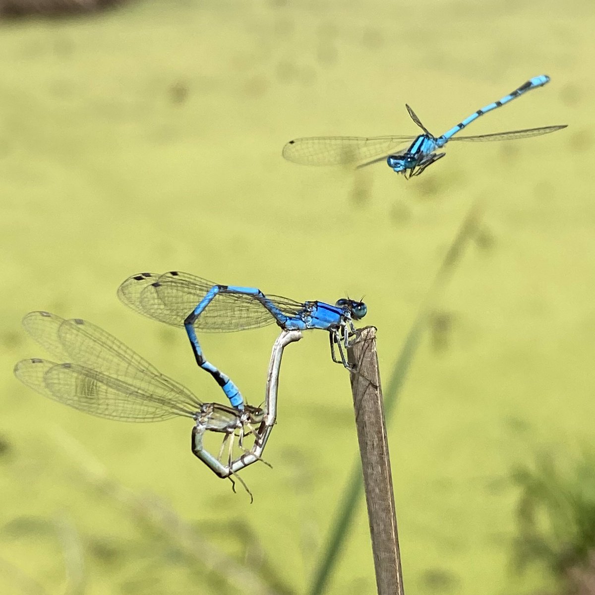 There are a lot of other places worth exploring right nearby, though. A quick list of some favorites: Dewey Gevik, just west of Wall Lake. All-ages trails, wonderful interpretive signs, and great lessons about clean water.