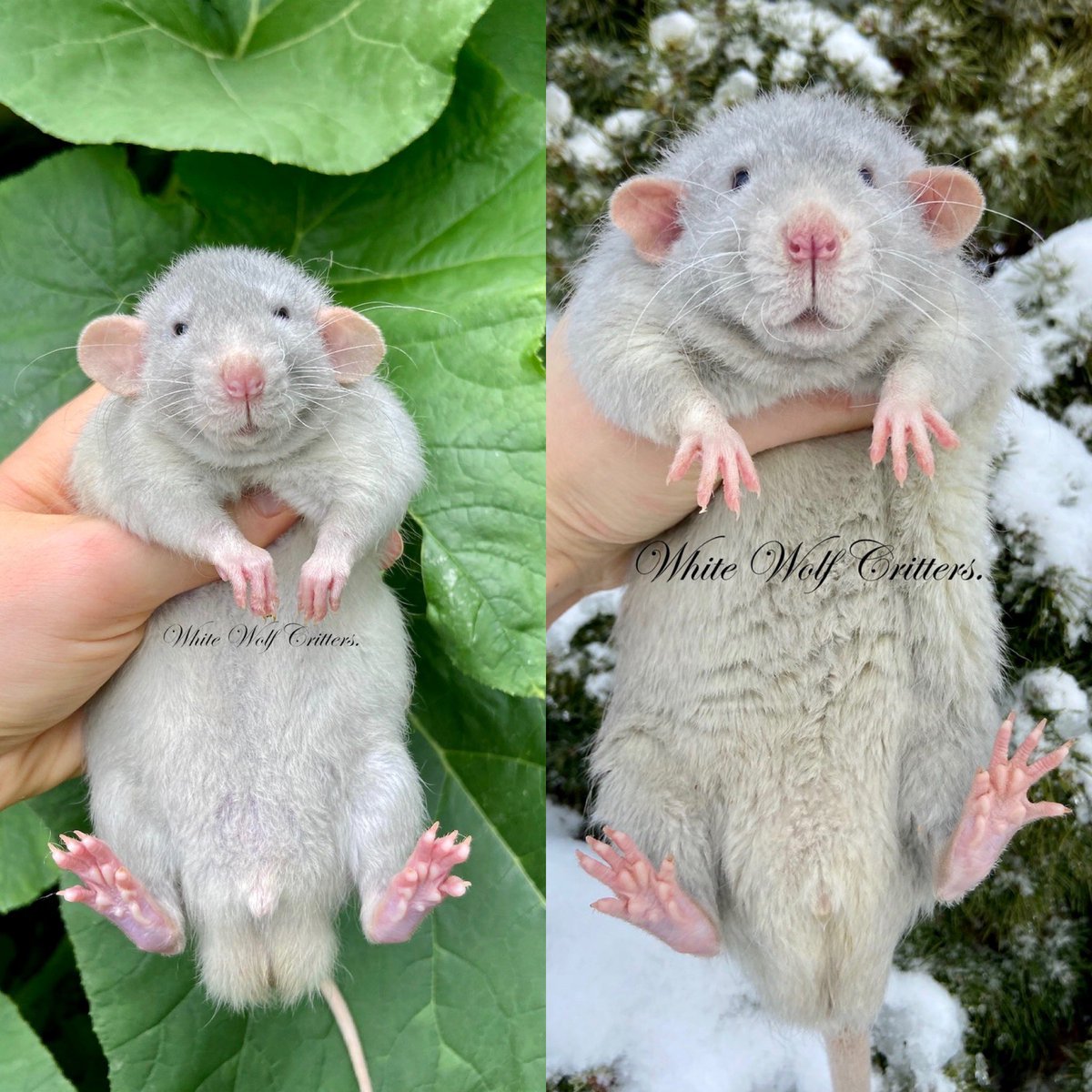 Otis’s then and now glow up! August 2nd on the left and December 17th on the right. 💙 
.
#rat #rats #petrats