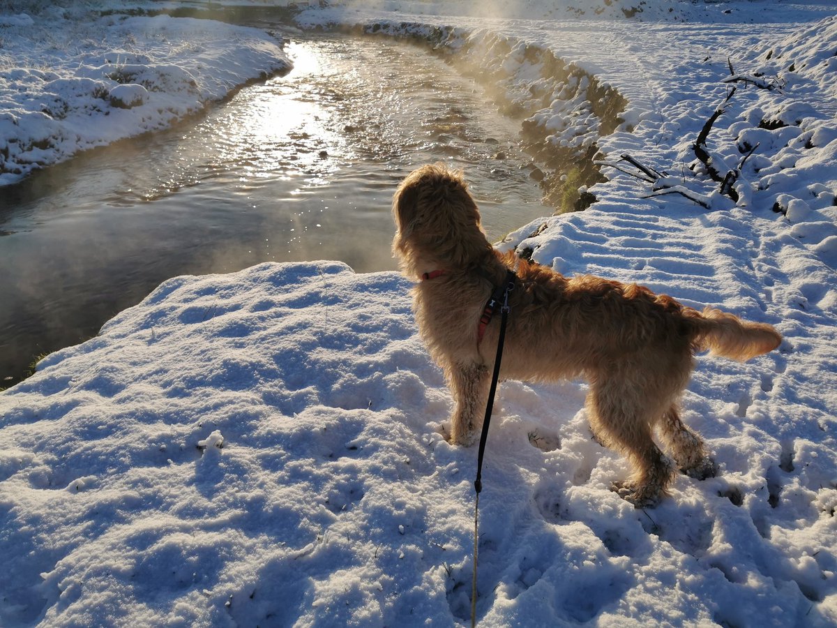 Oot for a walk wi <a href="/chrisjcuthbert/">chris cuthbert</a> round the park at the house. Love this snow stuff. I can eat as much as I like!!  Took a while to get the clumps out of my fur when we got home though. Auld yin flung me in a bath 😳 so I'm in, warmed up and a bundle of fluff. Life's good!