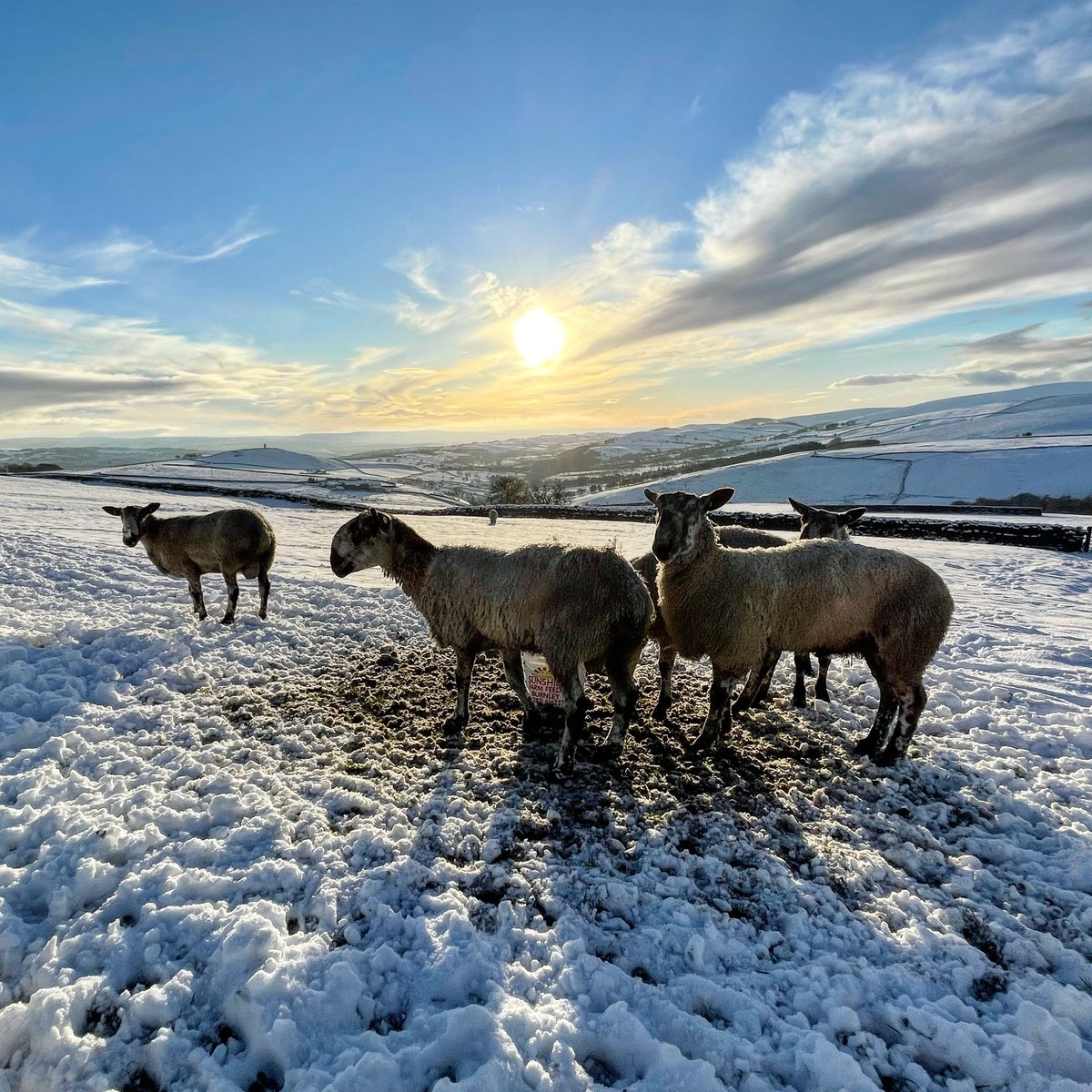 PaulSBarlow's tweet photo. #weetshill #snow #sheep #sungongdownalready https://t.co/Jk27bRskuY