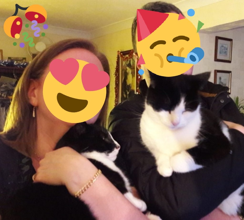 Lord_cats27's tweet photo. 🎉YAY! 🎉Hudad is finally home from hospital after his operation!!! 😻 Normal service has been resumed....😻#MooAndRoo 😻 #WarmLap #ExtraTreats
#TuesdayFeeling #CatsOfTwitter #cats #TongueOutTuesday #TunaTuesday #cancersucks https://t.co/Gd2S5Y9B5o