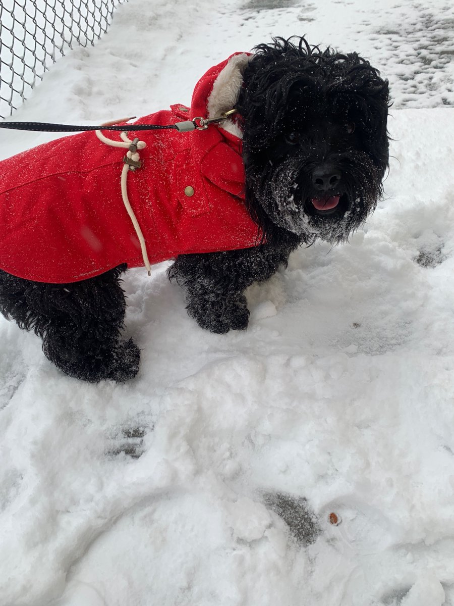 Looks like Max is enjoying the snow! Are your furry friends having fun with this weather?:  @DDillardTV  https://www.ketv.com/article/winter-weather-moves-through-the-metro-early-tuesday/35088366