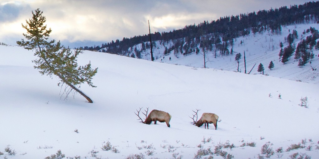 Connected wildlife habitat. Local agriculture. Open spaces and trails. In Montana, we rely on our connection to the land and all that it provides.

There's just 3 days left to give in 2020 (and take that special $300 COVID tax deduction!). Visit bit.ly/2EivE7G