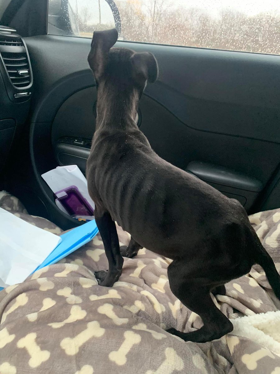 Sometimes we come across dogs that we know have 50/50 chance of making it, &amp; those are good odds because there are worse
Meet Nemo, 3 m/o puppy. He was abandoned with parvo. After being hospitalized for over a week, we can finally say that his luck has improved 🤞
#puppy #RESCUE