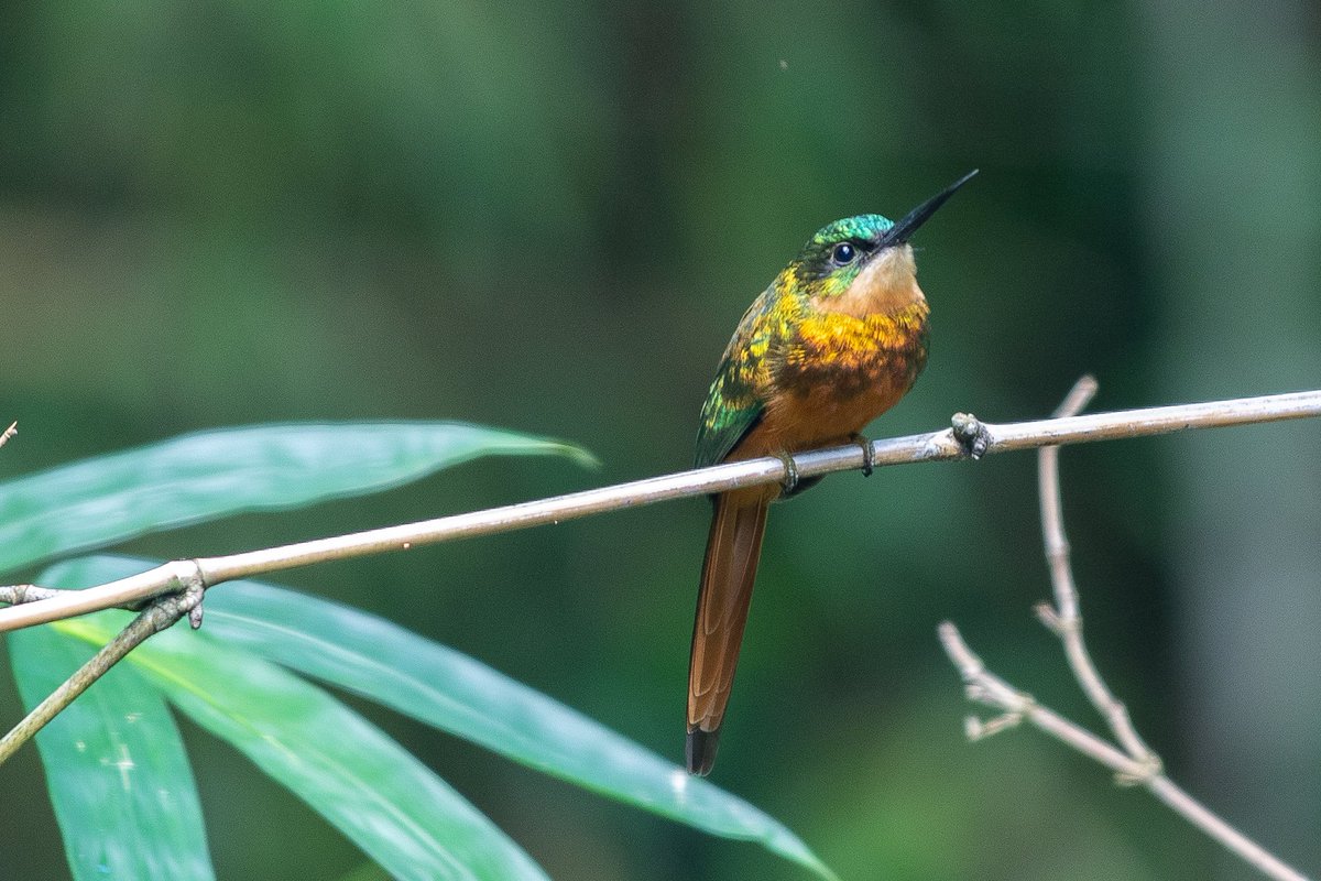 Razor_Digital's tweet image. Rufous-tailed Jackmar (Galbula ruficauda) #birdsoftwitter #birdsoftobago #iridescence #tweettweet