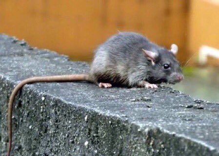 Mallffoy's tweet photo. Encontrei na rua// dei banho// e ficou assim no fim

Pena q a é ingrata as vezes 🙄🙄 https://t.co/bLNYVOeMcA