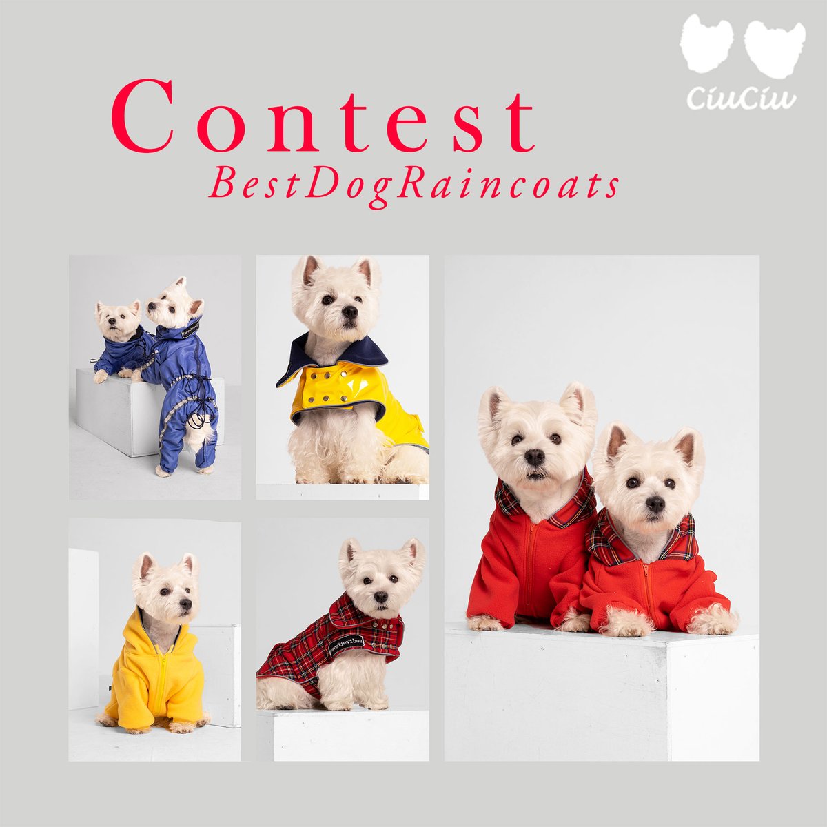 Rima_ciuciu's tweet photo. We're having an awesome 100$ worth gift card giveaway on our instagram!!! Don't miss out on dressing your dog up for FREE!!

https://t.co/ACdirEO0Dp

#dogoftheday #dog #dogfashion #Giveaway #dogsoftwitter #westie https://t.co/VuhRIhvH5X