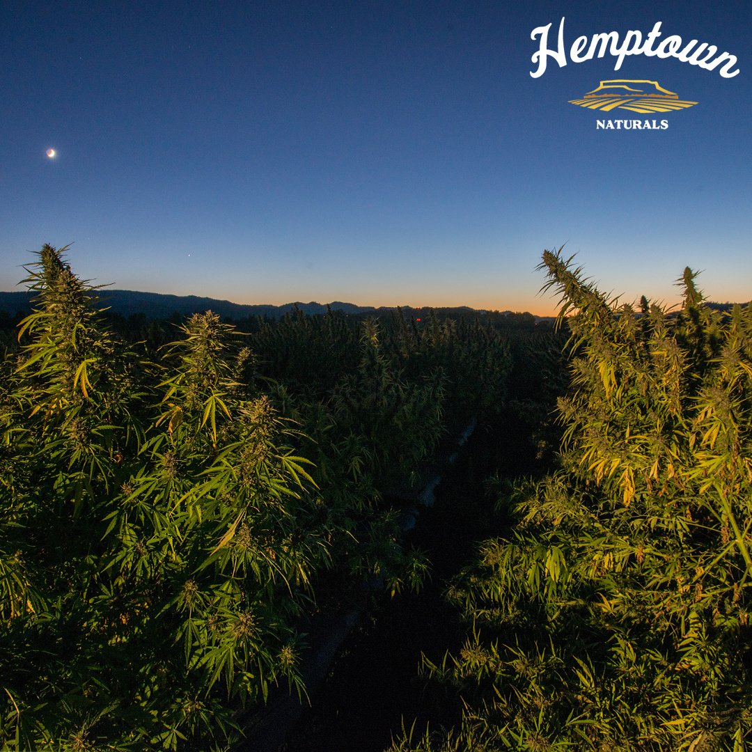 Hemptown Naturals tweet media