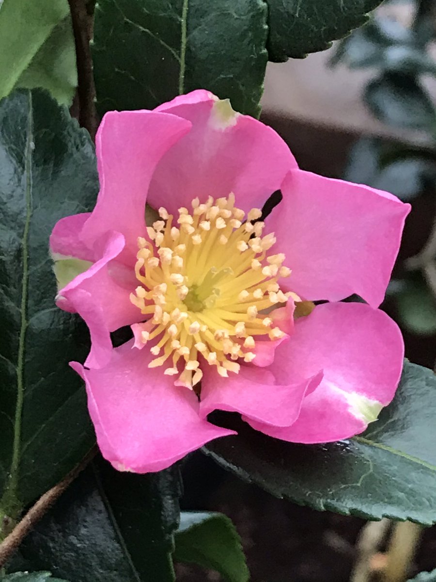 ashnurs's tweet photo. Camellia sasanqua ‘Hugh Evans’ a deep pink autumn flowering camellia. They tolerate positions in full sun and require lime free soil.
#winterflowers #shrub #evergreen #camellia #pink #plant #garden #ericaceous #limefree #winter #rhsagm https://t.co/aUu9K375Uw