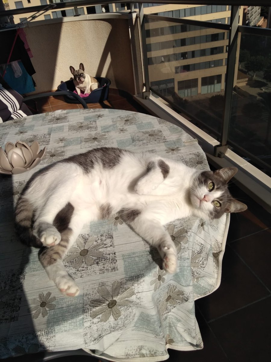 CatBenidorm's tweet photo. Hola me llamo PIOLIN. Estoy castrado, testado y vacunado. Me ayudas a encontrar un hogar definitivo? #catsclubbenidorm #cats #adoptanocompres #casadeacogida #catslovers https://t.co/Ajp6RFamwq