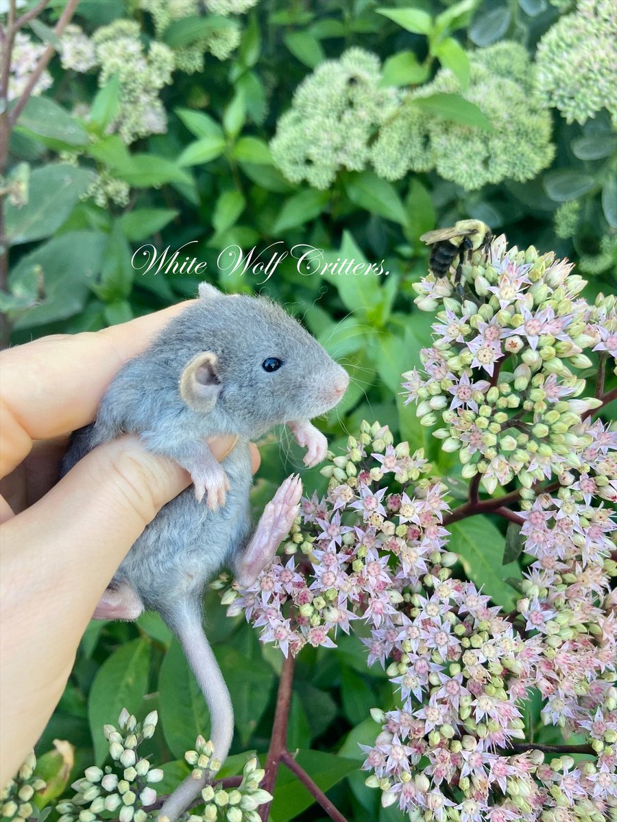 White Wolf Critters (@critterswolf) on Twitter photo 