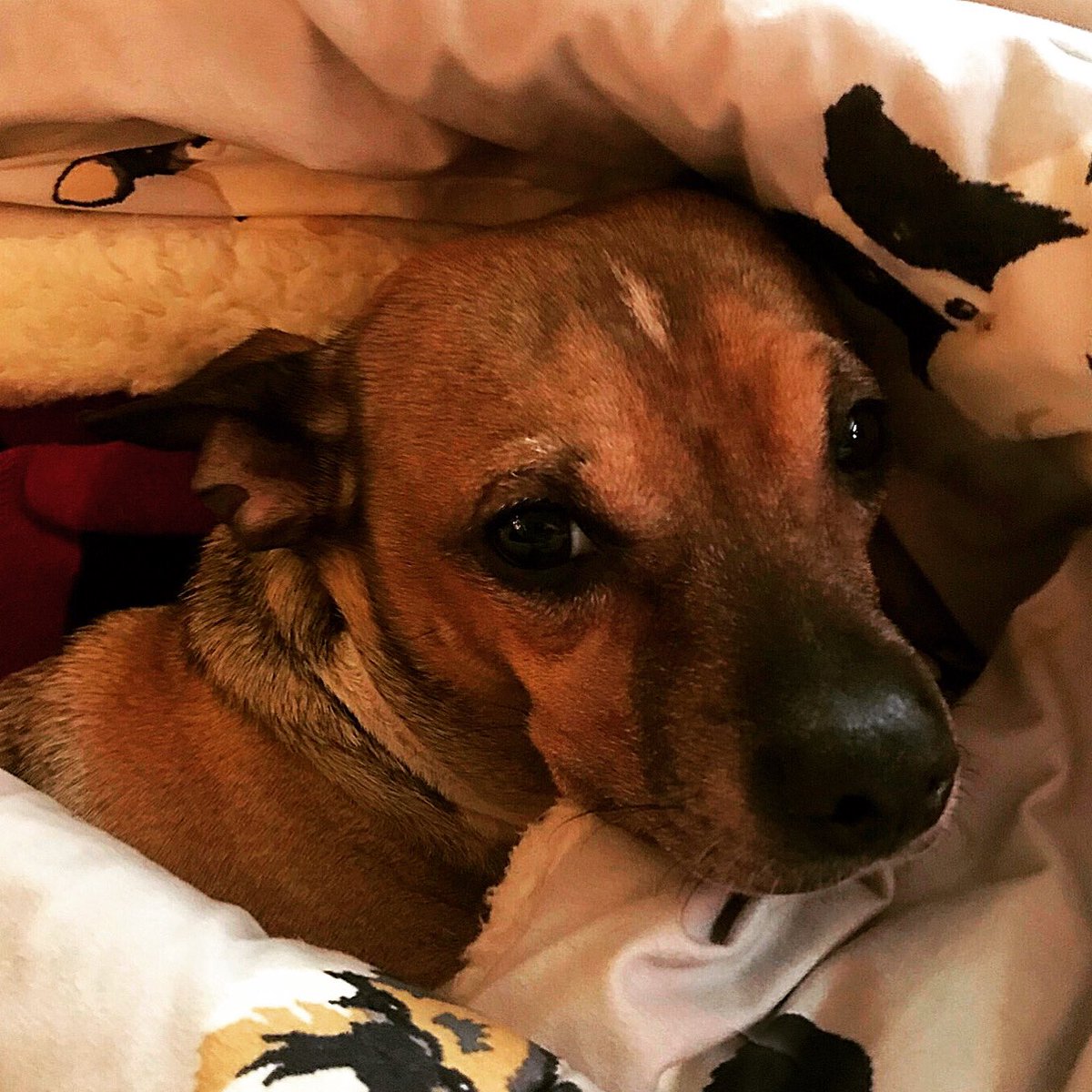 sarahanunn's tweet photo. Eli has the sads.
He heard we are getting more snow & the snow is already up past his belly.
❄️❄️❄️❄️❄️
#SmolDogProblems #Snow #Chiweenie #RescueDog #AdoptDontShop #dogsoftwitter #TuesdayMorning https://t.co/QUPPajVrTb