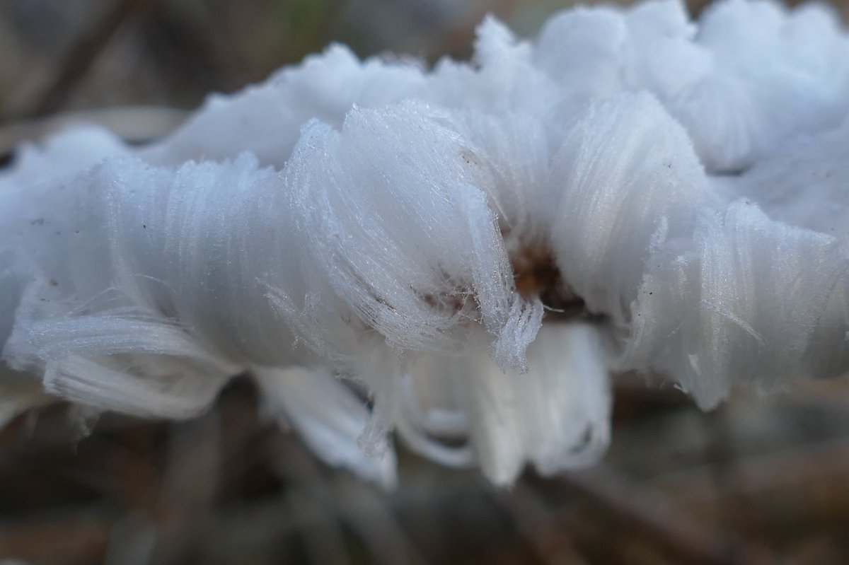 windyhollowscot's tweet photo. On my wander yesterday 🌿😊beautiful #hairice 🍃❄️happens when the #fungus #exidiopsiseffusa gets all frosty 🦋hope you are all well best wishes from #Perthshire #Scotland #decay #wood #beauty https://t.co/CJcVlprLxc