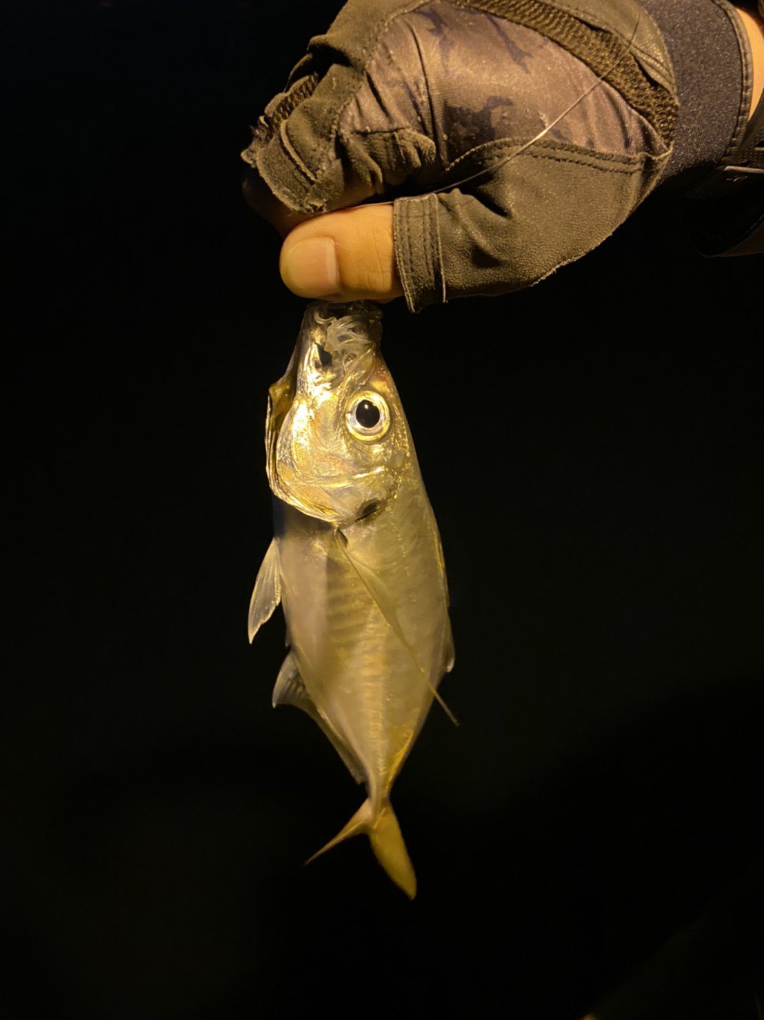 福 釣り納めにはなったかな 25 26くらいのアジでした シーバスはショートバイトとバラシのみ 遠征したけど結局釣りしてて 反応があったのは大阪市内の湾 T Co Fbdyerudnj Twitter