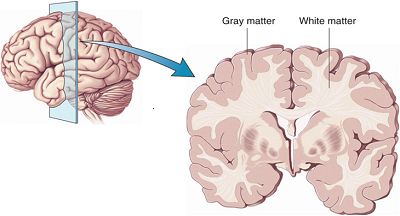 First we must understand the concept of the brain.We have grey matter and white matter, grey matter processes information which then directs signals and sensory stimuli to the nerves. The white matter made from fatty tissue and also nerve fibers