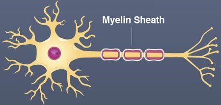 THE INSIDE OF OUR BODYThe axons in our brain are wrapped with a fatty substance called MyelinMyelin is a layer or sheath that forms around axons, including those in the brain and spinal cord. The myelin sheath prevents energy loss from electrical signals the brain uses