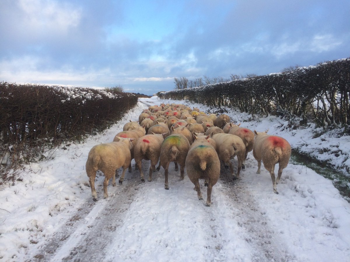 FiWilliams's tweet image. Snowy sheep scanning day in ⁦@ShropHillsAONB⁩