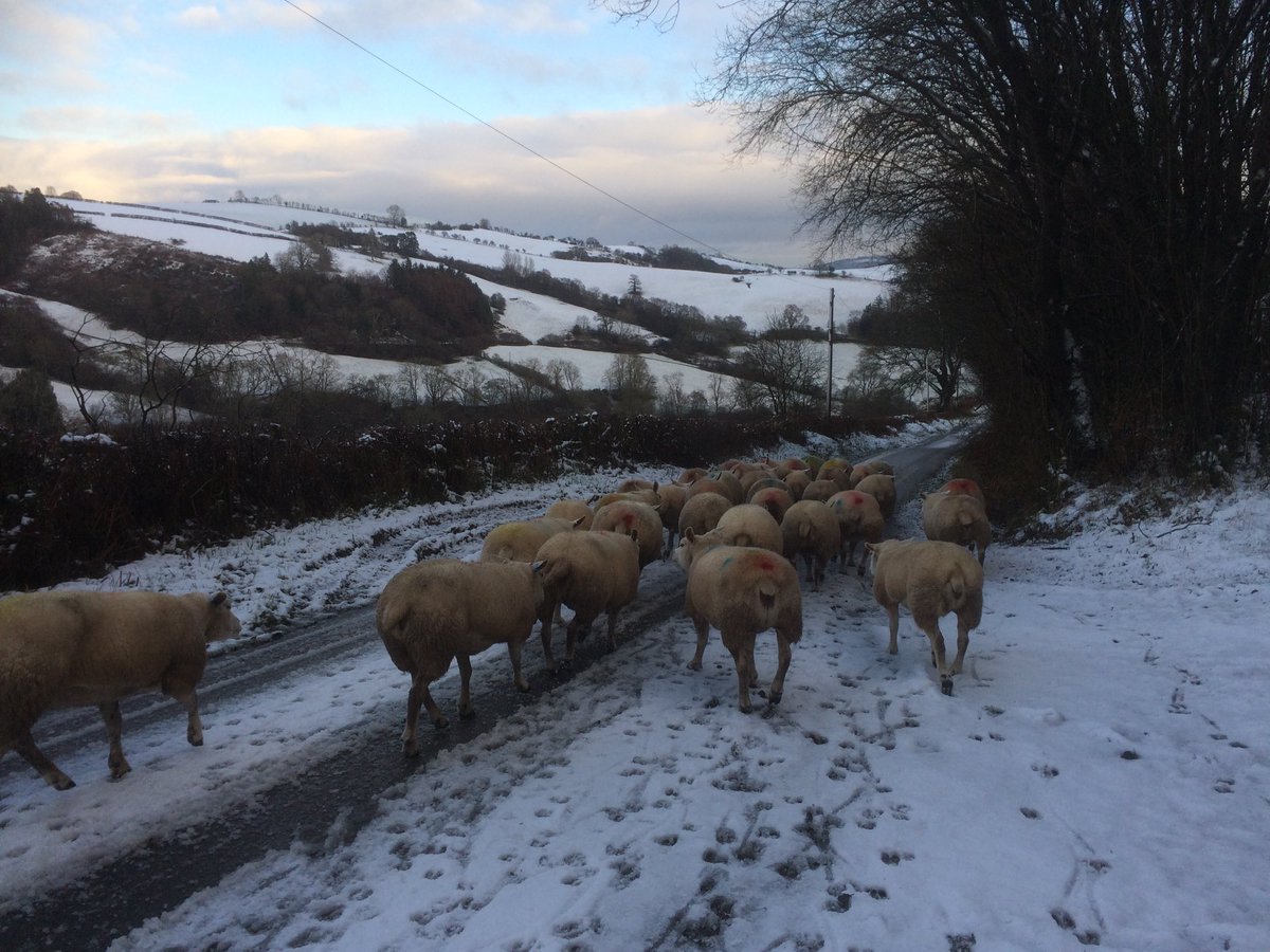 FiWilliams's tweet image. Snowy sheep scanning day in ⁦@ShropHillsAONB⁩