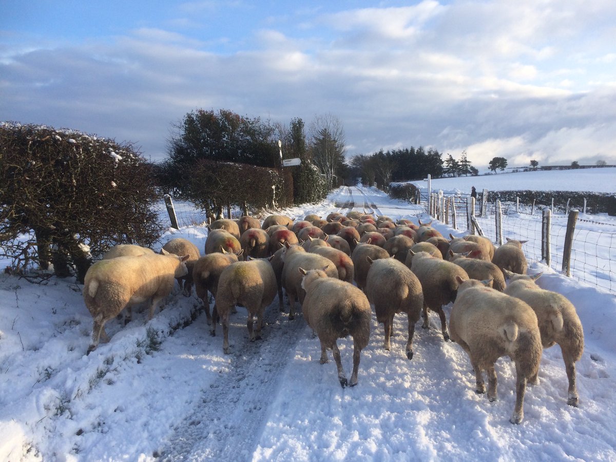FiWilliams's tweet image. Snowy sheep scanning day in ⁦@ShropHillsAONB⁩