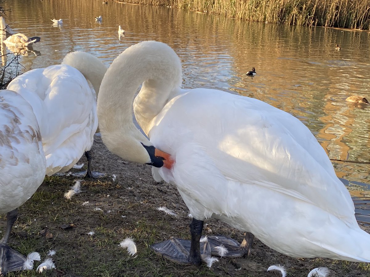 November - took a week off to declutter and decorate - the local park flooded- got up close with the swans - saw far too many Fleets