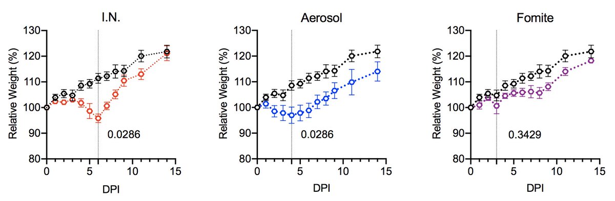 2/Intranasal (I.N) and aerosol inoculation caused more severe respiratory pathology, higher viral loads and increased weight loss. Fomite exposure led to milder disease. Here's weight lossBlack lines are control animals in each group. 2/7