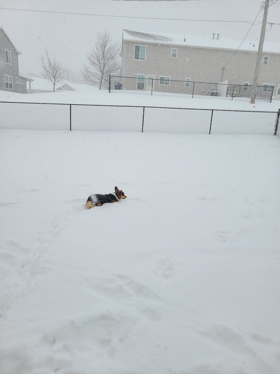 Corgis are an effective and accurate way to measure snowfall, right?  @MattSerweKETV, we need you to weigh in here.: Sierra Cohick