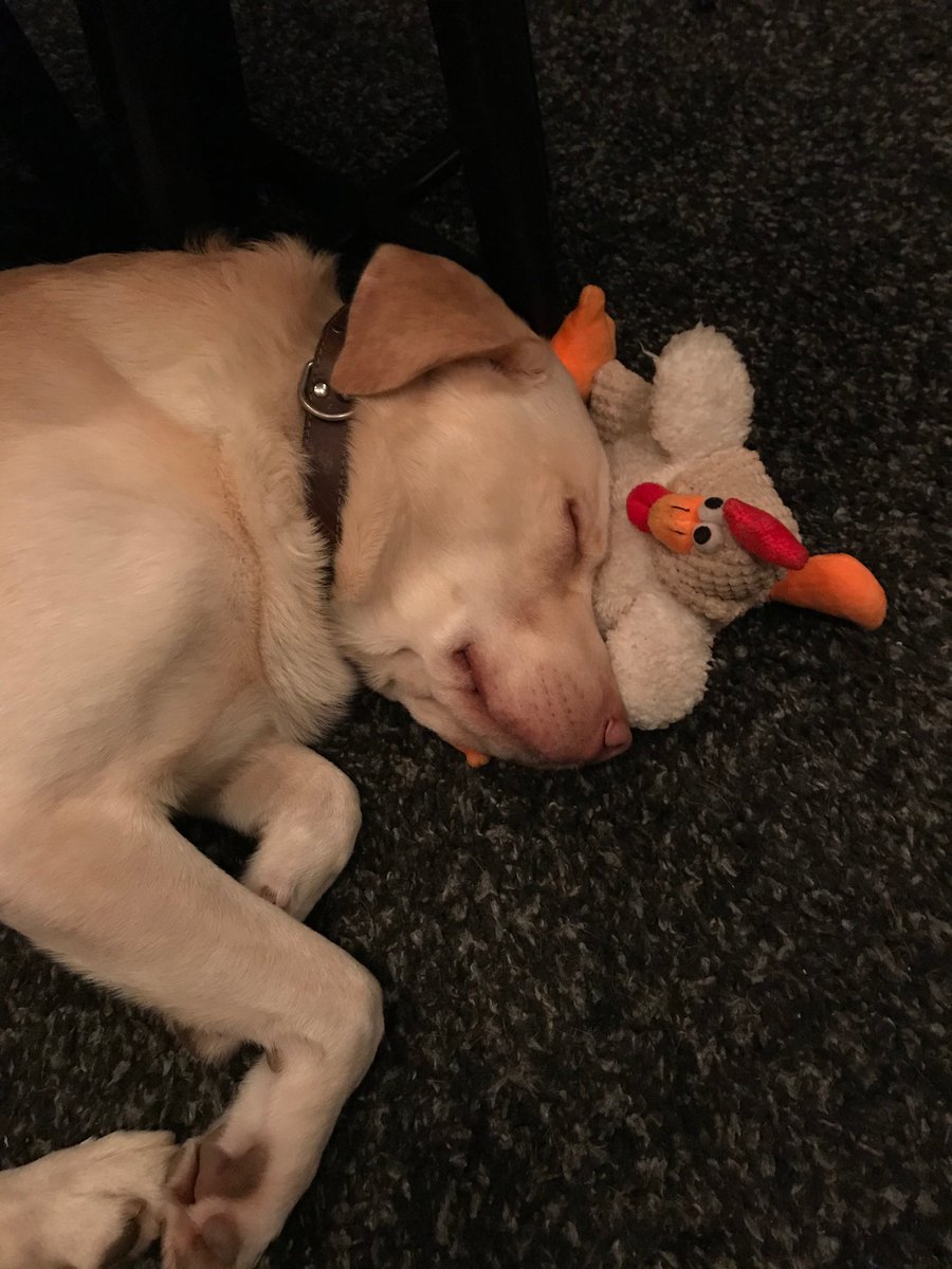 inge_stiers's tweet image. #knuffelcontact