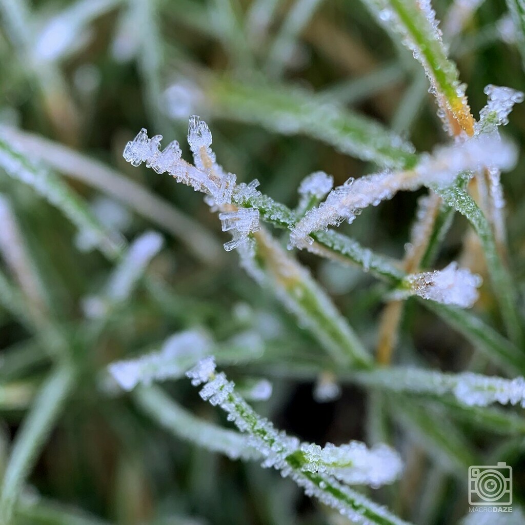 MacroDaze's tweet photo. Frosty Grass - 12 Days of Christmas
⠀
Follow @macrodaze for more stunning images and don't forget to tag your macros with #macrodaze
______________________
#macrodaze #instaedit #colorlove #macrophotography #macrolove #macrophoto #macroshot #macroart… https://t.co/udjRgDw1jr https://t.co/mdkCB8SCLh