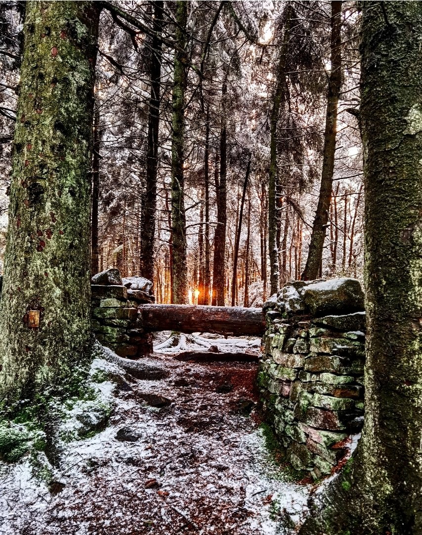 As the low winter sun set, it lit up the woodland with golden hour pinks and peaches.