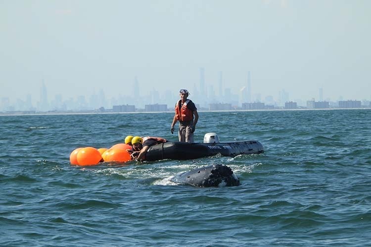 Check out the video about our #1 story of 2020! Saving a Humpback Whale: A Disentanglement Tale. videos.fisheries.noaa.gov/detail/videos/…