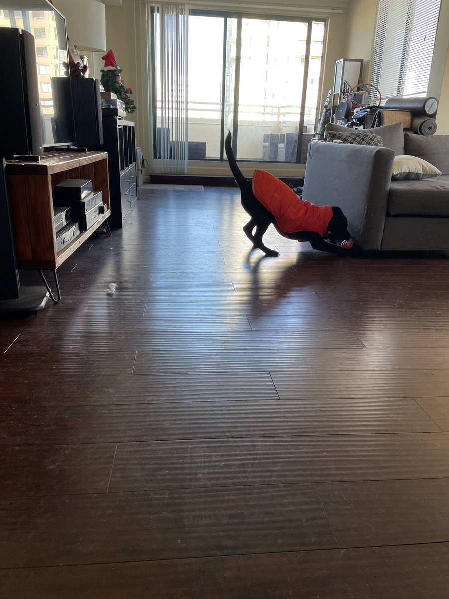 PuppyMagnolia tweet media