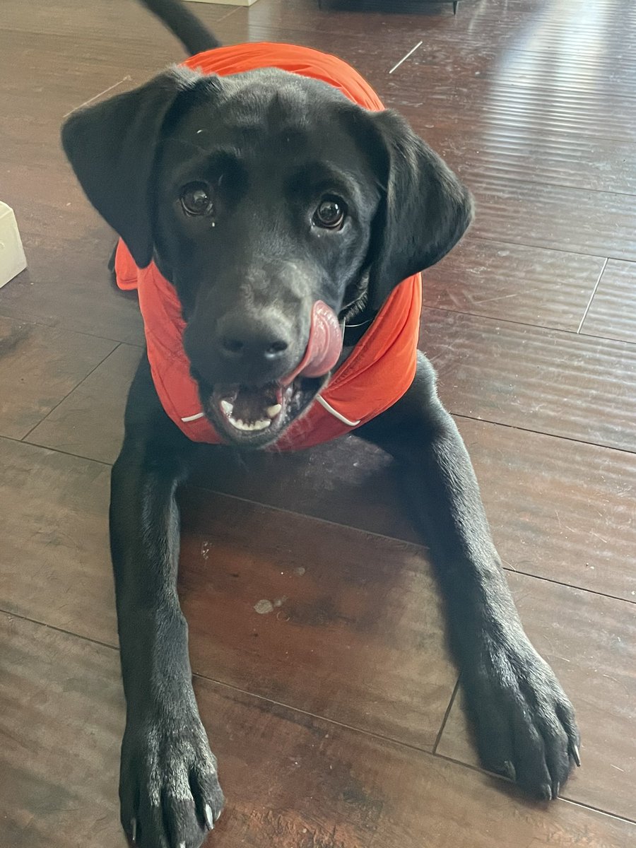 PuppyMagnolia tweet media