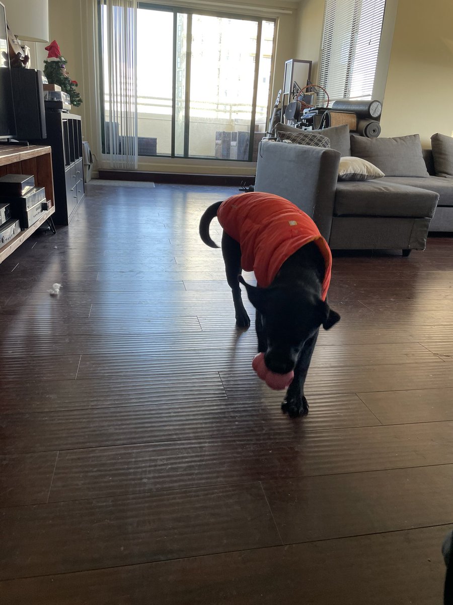 PuppyMagnolia tweet media