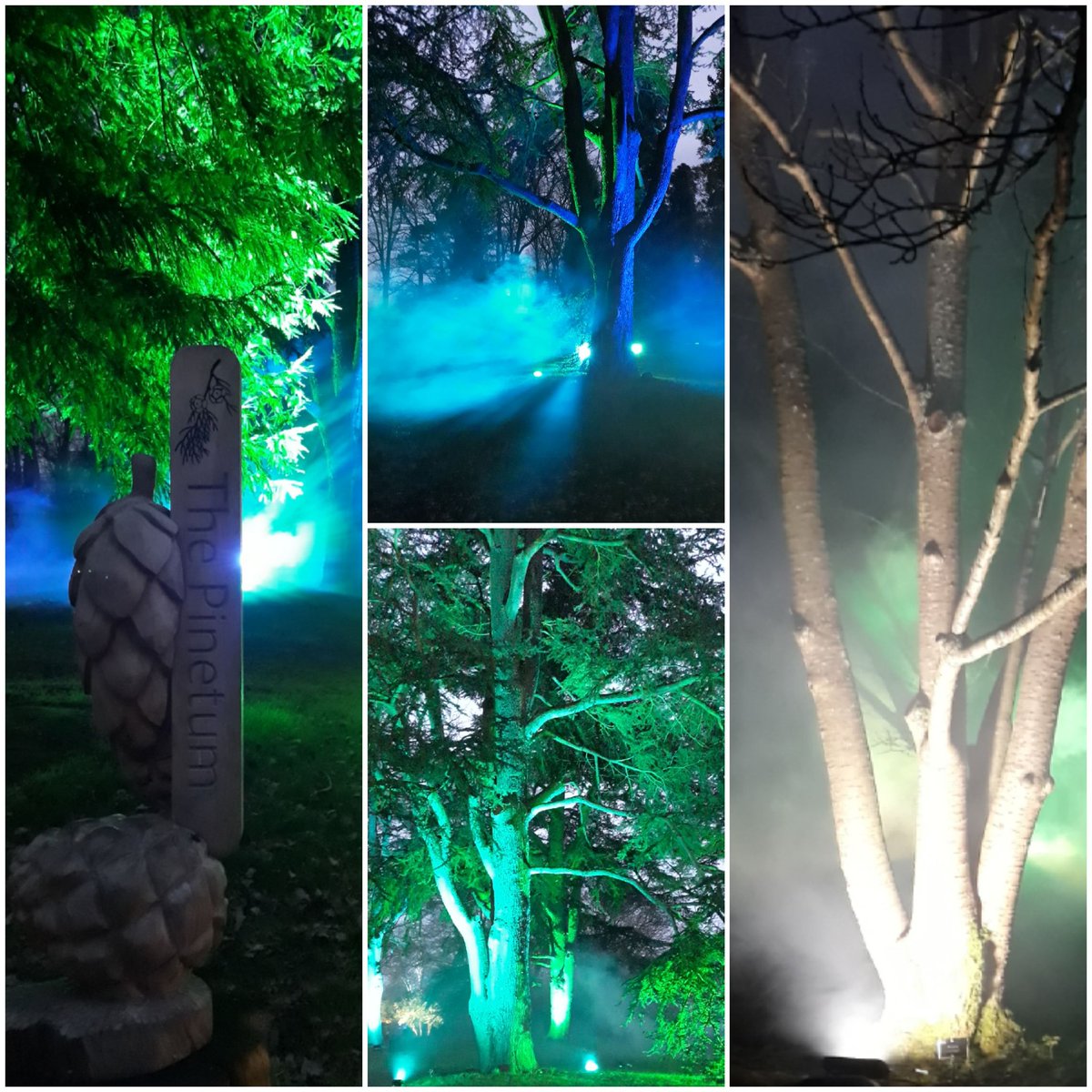 paul_atk79's tweet photo. Seeing the garden in a new light, even if the festive season is over you can still use lights throughout  the year to enhance sculptural features &amp; trees to great effect. #wisleyglow #Glow2020 https://t.co/FUEzGCCpTl