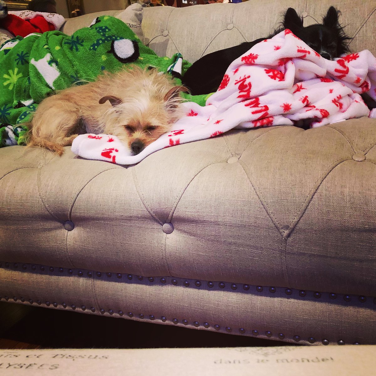 It’s a snuggly life. 🥰✨ #RescueDogs 

<a href="/amyp_86/">🏳️‍🌈✨MercuryMoonbeam✨🍉</a>