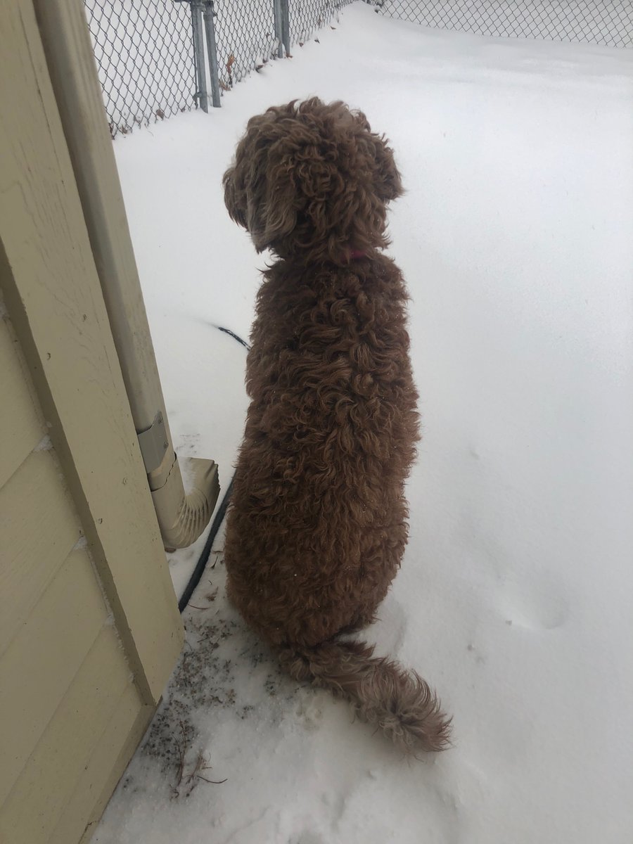 Meanwhile... Muttsy isn't interested in the snow at all and Princess Paws is content to hang out inside.:  @SarahWillets