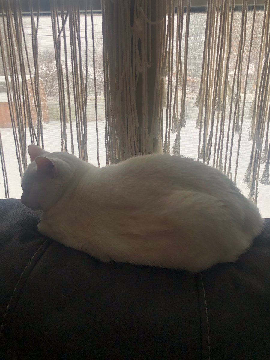 Meanwhile... Muttsy isn't interested in the snow at all and Princess Paws is content to hang out inside.:  @SarahWillets