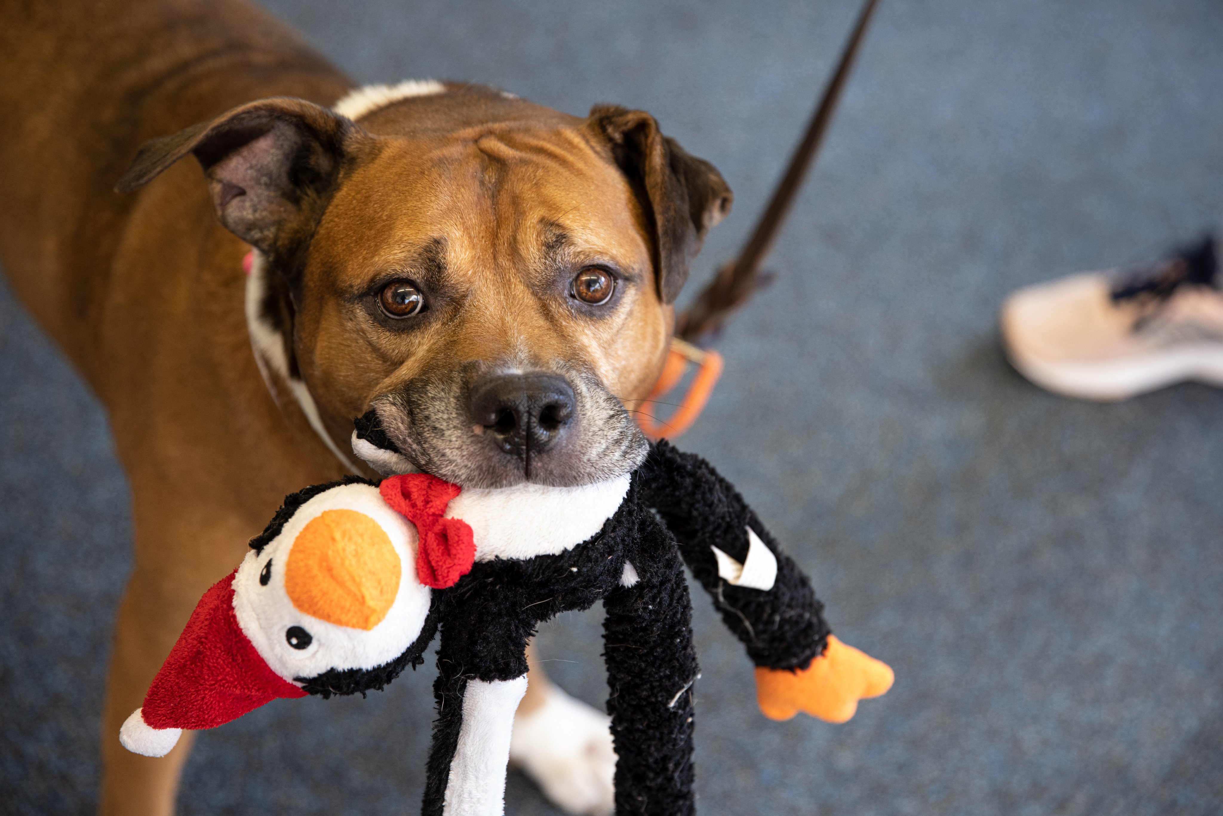 Aspca These Sweet Pups At The Aspca Adoption Center In Nyc Need New Homes For The New Year Learn More About Tony Max Foxie And Tori Here And Rt