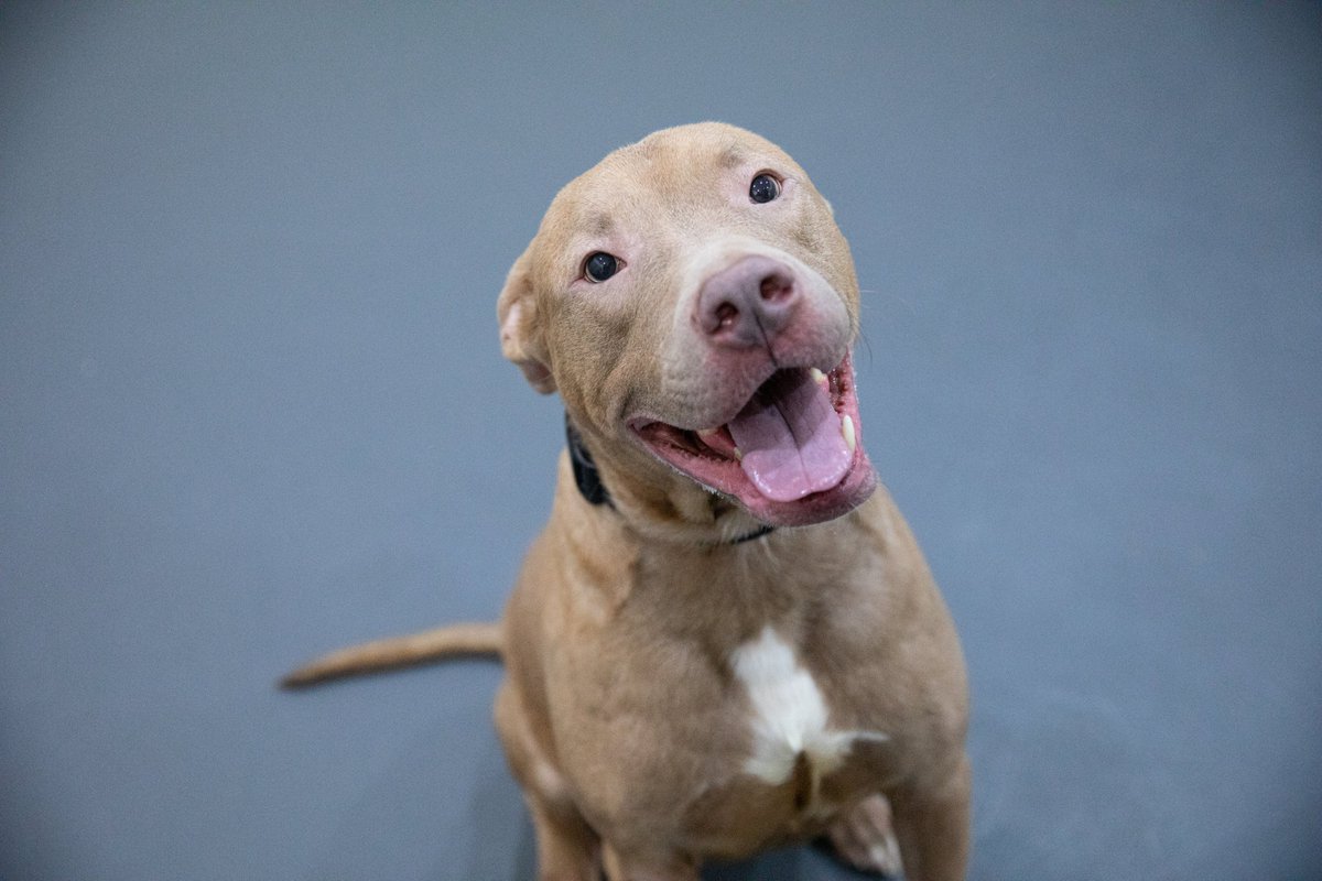 Aspca These Sweet Pups At The Aspca Adoption Center In Nyc Need New Homes For The New Year Learn More About Tony Max Foxie And Tori Here And Rt