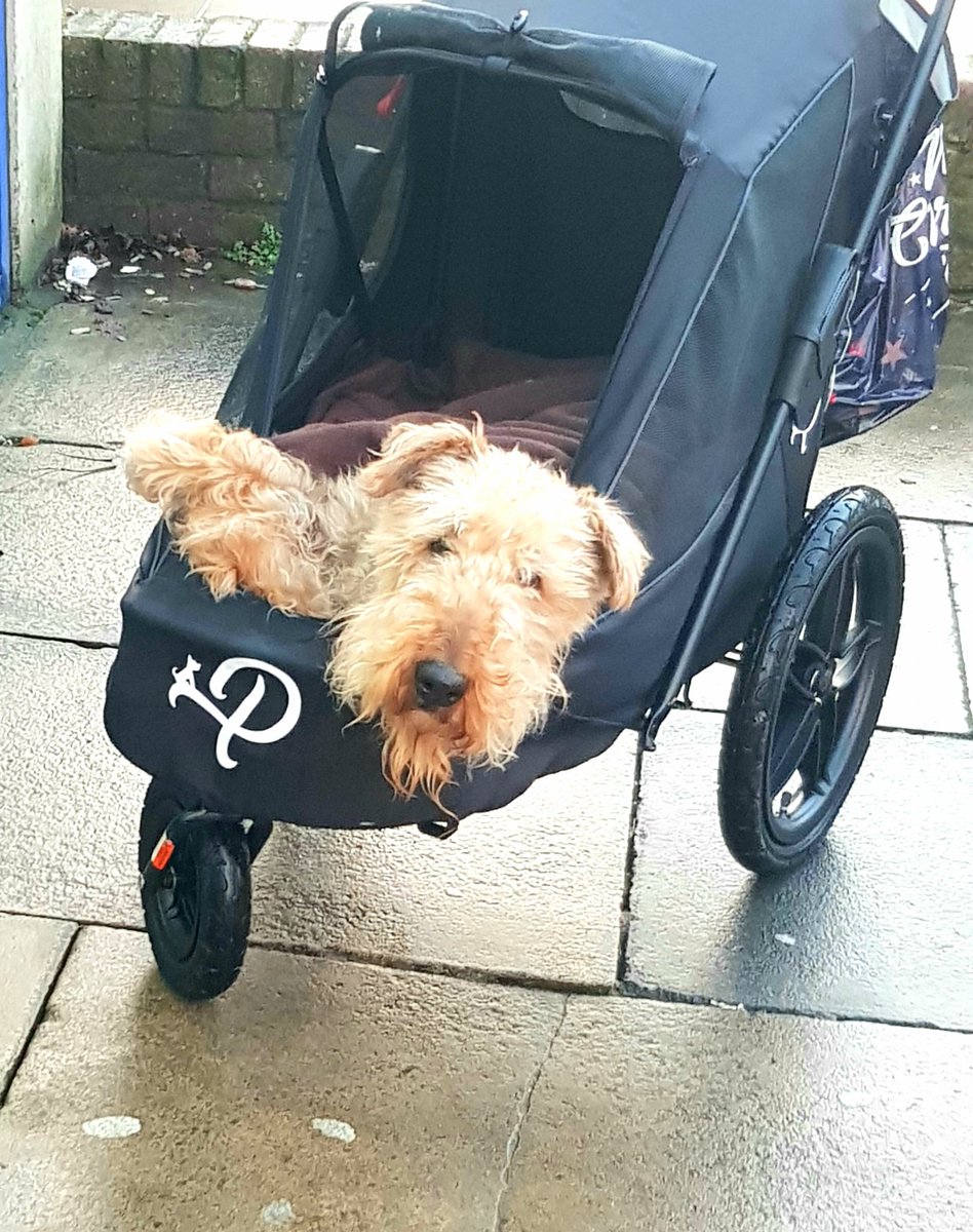 ColletteR's tweet photo. This dog has life all worked out #carryme #nowalking #blanketplease https://t.co/ffqSlFnxSO