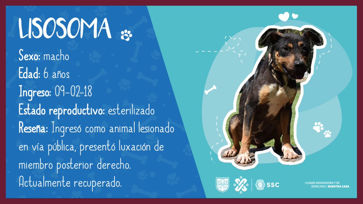 SSC_CDMX's tweet photo. 🐾 Conoce a Lisosoma, la #SSC a través de la Brigada de Vigilancia Animal te invita a cambiarle la vida a uno de nuestros animales de compañía. Dale una segunda oportunidad a nuestros caninos rescatados. 🐶
☎️ Contáctanos al 55 13 12 46 60 https://t.co/K74kOrdhqT