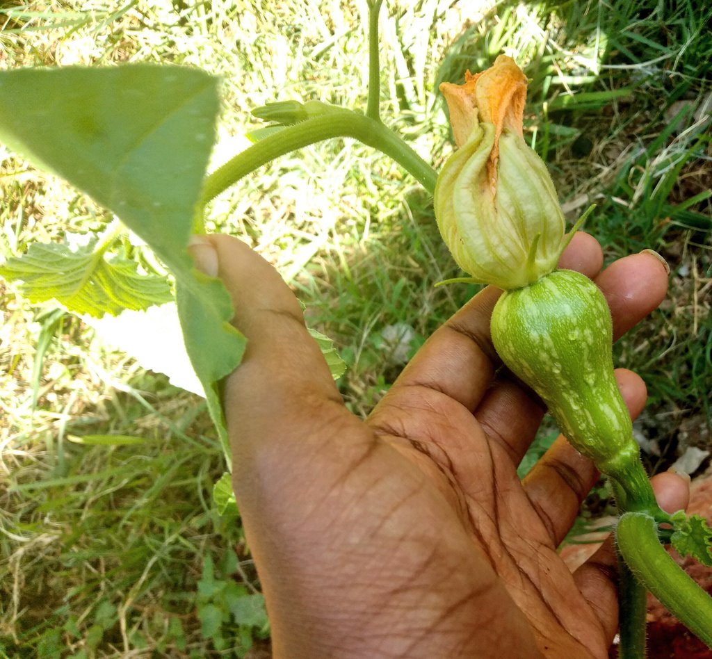 I love the little developments in my garden. 