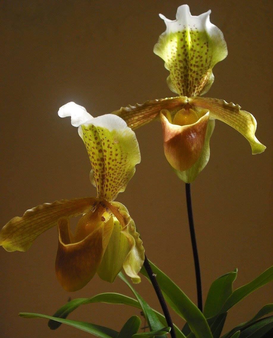 Orquídeas. #paphiopedilum #orchids #photography #orquídeas #fotografía #bloggers #asianorchids #lightandcolor