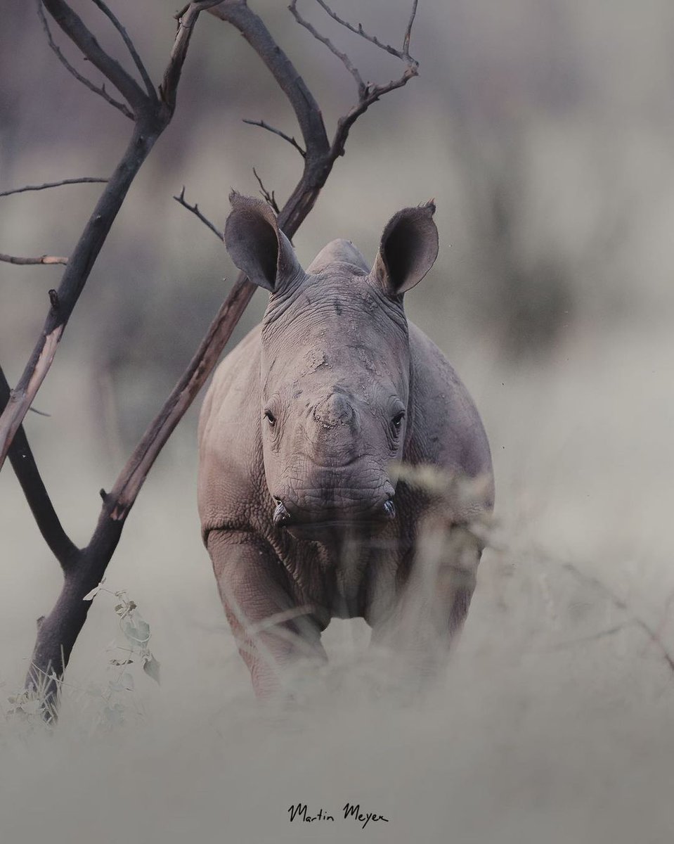 "Goosebump moments whilst on safari! 🐘❤️🇿🇦

Let more about getting up close and personal with our wildlife in their natural habitat here: bit.ly/2EW1Ejj

This magic pictured were captured by @martinmeyer_wild on Instagram. #MeetSouthAfrica"